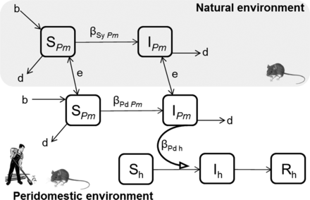 A proposed design for compartmental models illustrating Sin Nombre virus (SNV) dynamics (the S–I model) moving between natural and peridomestic environments, among North American deer mice (Peromyscus maniculatus) and from deer mice to humans. Susceptible deer mice (SPm) in both natural and peridomestic environments are borne (b) and die (d). The propensity of deer mice to occupy peridomestic structures is determined by environmental (e) factors and local deer mouse abundance (SPm and IPm). Deer mice become infected (IPm) at rate (βSy Pm) in natural environments and at rate (βPd Pm) in peridomestic environments. Susceptible humans (Sh) become exposed to aerosolized particles contaminated with SNV and infected (Ih) at rate (βPd h). This simple model can easily be modified to include more complex determinants of deer mouse population dynamics, SNV transmission dynamics, and human exposure.