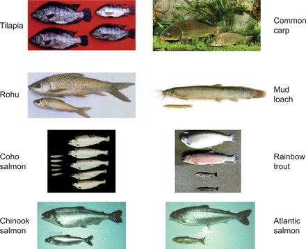 (a) Examples of significant growth differences between nontransgenic and GH-transgenic fish in tilapia (Oreochromis niloticus, Rahman et al. 1998; photograph courtesy of Norman Maclean, University of Southampton, United Kingdom), triploid common carp (Cyprinus carpio, Yu et al. 2009), rohu (Labeo rohita, Venugopal et al. 1998), mud loach (Misgurnus mizolepis, Nam et al. 2001; photograph courtesy of Dong Soo Kim, Pukyong National University, Korea), coho salmon (Onchorhynchus kisutch, Devlin et al. 1994), mature rainbow trout (Onchorhynchus mykiss, Devlin et al. 2001), Chinook salmon (Onchorhynchus tshawytscha, Devlin et al. 1995), and Atlantic salmon (Salmo salar).