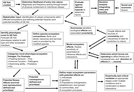 An example framework for empirical assessments of transgenic fish prior to entry into nature for use in risk-assessment processes (synthesized from information in Kapuscinski et al. 2007). The factors requiring assessment in the text boxes are examples only. Abbreviation: GE, genetically engineered.