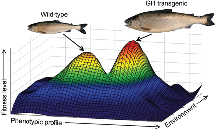 Wright's (1932) fitness landscape depicting the theoretical positions of wild-type and growth hormone (GH)-transgenic fish for a range of phenotypic and environmental conditions. A key question regarding the phenotypic transformation of transgenic fish is whether they have been lifted to higher or different fitness peaks that wild type have not been able to access because of surrounding fitness valleys arising from limited adaptive capacity or the scope of phenotypic plasticity. The specific fitness peaks and valleys shown are hypothetical. The fish shown are coho salmon that were size matched at smolt and were subsequently grown in saltwater mesocosms.