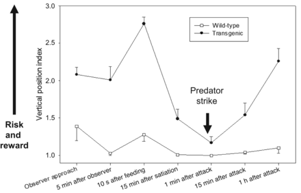 The behavioral responses of genetically engineered with growth hormone (GH)-transgenic coho salmon to feeding and predation threat (reward versus risk, as measured by proximity to the water surface). Transgenic fish are more willing to expose themselves to predation risk than wild-type (nontransgenic) controls. Transgenic fish are still assessing predation threat because they will reduce their risk exposure after reaching satiety, and they further lower their exposure following a simulated bird predation attack (applied at the downward arrow). However, transgenic fish also then return to riskier behavior more rapidly than do normal fish. (Adapted from Sundström et al. 2003).