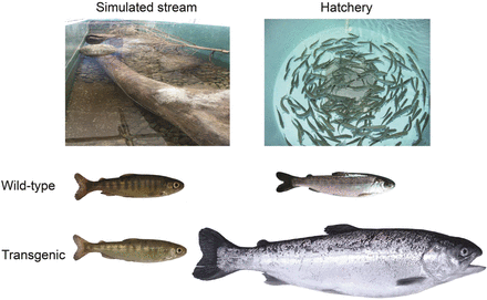 The environmental effects on the growth rate and phenotype in growth hormone (GH)–transgenic and wild-type coho salmon. The capacity for growth in transgenic fish seen in tank conditions is not realized in naturalized stream conditions capable of supporting normal growth of wild-type salmon. This enhanced scope for phenotypic plasticity for growth also affects the magnitude of impacts on prey in naturalized streams (based on Sundström et al. 2007b).
