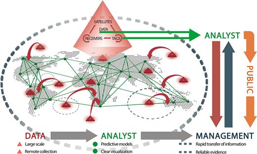 A schematic model of aquatic animal movement data creation. The red triangles illustrate how tags, receiver arrays, and satellite networks interact to generate animal movement data by logging it on the tag or transmitting it. Hybrids of these tags will be increasingly important components of aquatic animal telemetry, especially tags that can talk to each other (transceivers), tags that can log information and then offload it to receivers, and receivers that can communicate with land-based or satellite remote receivers. Deployment of these tag–receiver–satellite systems in aquatic ecosystems (red triangles) could then provide data to various nodes (i.e., scientific laboratories; green dots) worldwide. These data will contribute to management at various scales (local, basin wide, and global; see the dashed blue circles) and will aid in understanding basic aquatic ecosystem function while contributing to stock assessments, fisheries quotas, development of protected areas, and other management initiatives for conservation. This will be accomplished with significant interactions among stakeholders, with managers, scientists, and the public cocreating a research agenda that can be addressed by animal tracking data.