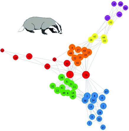 A contact network of badger social interactions. Nodes are colored by social community membership as was determined by the fastgreedy algorithm applied in igraph. Node size is related to the flow betweenness of the individual; those with greater flow betweenness are represented by larger nodes. Badger image obtained under a Creative Commons license from http://animalsclipart.com/stencil-badger-clipart-design.