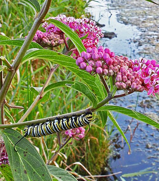 Swamp milkweed (Asclepias incarnata) is among monarchs most preferred hosts, and it was frequently encountered in our wetland surveys. However, because this habitat is comparatively uncommon across midwestern North America, swamp milkweed's overall importance for monarch caterpillars is less than that of other milkweeds.