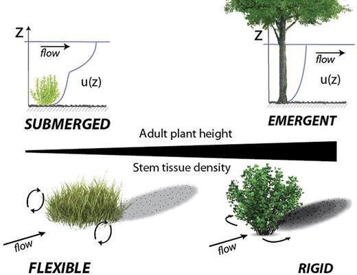 Adult plant height and stem tissue density are important for determining both a plant's response to abiotic stressors and its effect on physical processes. Plant height is generally indicative of a plant's ability to compete for resources and stem tissue density is indicative of a plant's investment into its mechanical structure and has been linked to drought tolerance. Large plant height assures emergent conditions (top right) for which, relative to submerged plants (top left), velocity profiles are simpler and mean velocities are typically lower (Nepf and Vivoni 2000). Stem tissue density is related to flexural rigidity (Niklas 1993). Rigid plants (bottom right) deflect flow in the horizontal plane, reducing mean and turbulent velocities downstream and inducing greater deposition downstream when compared with flexible plants (bottom left), which induce three-dimensional flow adjustments around the plant and result in decreased deposition downstream (Ortiz et al. 2013).