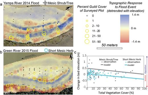 The biotically driven topographic responses to individual snowmelt flood events: (a) Erosional and depositional patterns on the Yampa River in response to the 2014 flood. Greater coverage of the mesic shrub or tree guild corresponds to bands of deposition. (b) Erosional and depositional patterns on the middle Green River in response to the 2015 flood. Greater coverage of the short mesic herb guild corresponds to erosional areas. (c) The relationships between guilds and the topographic changes shown in (a) and (b) are supported by the model. The observations in (c) are for the unique guild and include all three reaches and three flood events. The model fit is derived from the model output for the biotic response only (i.e., not taking into account elevation above base flow or flood event). The online version for color.