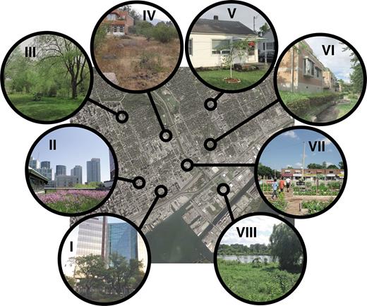 The variety of urban green spaces supports different taxa on the basis of patch size, patch quality, quantity in the landscape, and heterogeneity both within and among green spaces. Urban green spaces include heavily maintained terraformed patches, such as plantings in the city core (I, Pocket park, Incheon, South Korea), green roofs (II, Green Roof at the Mountain Equipment Co-op, Toronto, Canada), bioswales (VI, Private Residence, Hachiōji, Tokyo, Japan), and community gardens (VII, Bloor-Acorn Community Garden, Toronto, Canada); spaces that include both managed and unmanaged vegetation, such as city parks (III, Taylor Massey Creek, Toronto, Canada) and home gardens (V, Private Residence, Guelph, Canada); unmanaged vacant lots and brown fields (IV, Abandoned lot, Morelia, Mexico); and remnant natural areas (VIII, York University, Toronto, Canada). Base map: Toronto, Canada. Urban green spaces throughout the city could be designed to form a network of interconnected spaces to better support biodiversity. Photo Credits: Myla F.J. Aronson (I), J. Scott MacIvor (II–III, V–VIII), Ian MacGregor Fors (IV).