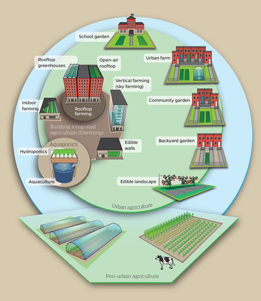 An illustration of the variety of food production activities included under the broad umbrella of urban agriculture (from Santo et al. 2016). Figure courtesy of John Hopkins Center for a Livable Future.