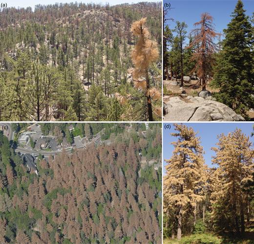 Forest responses following a severe drought (1999–2002) in the Sierra de San Pedro Mártir (SSPM), Baja California, Mexico (a, drought and bark-beetle-caused tree mortality followed by wildfire; b, drought- and bark-beetle-caused tree mortality only) and in the southern California mountains (SCM), California, United States (c, drought- and bark-beetle-caused tree mortality at larger scales; d, drought and bark-beetle-caused tree mortality at stand scale. Note no wildfire in either SCM area). The SSPM and SCM photos were taken in 2004 and 2003, respectively. The SSPM site experienced a wildfire immediately following the multiyear drought (picture from 2003), with the photos capturing effects of both drought- and wildfire-related tree mortality. Pictures (a), (b), and (d) from SLS, (c) from G. Barley.