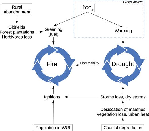 The disruption of the natural fire and drought regimes in the Mediterranean landscapes is driven by global and local drivers. Increased fire activity is a response to the fuel amount and landscape homogeneity generated by rural abandonment (fire hazard) in an environment depauperate of herbivores and with increasing human ignitions (fire risk) and droughts (fire weather). The increased dry conditions are the consequence of global warming—but also of storm losses caused by the disruption of the water cycle generated by the coastal degradation (see the main text and supplementary material S2). Abbreviation: WUI, wildland–urban interface.