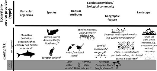 Types of ecosystem service providers addressed in CES research, with examples. The examples are associated with the following publications: 1Pascua et al. 2017; 2Amberson et al. 2016; 3Cortés-Avizanda et al. 2018; 4Graves et al. 2017; 5Echeverri et al. 2019; 6King et al. 2017; 7Graves et al. 2019, 2017b; 8Plieninger et al. 2013; 9Keeler et al. 2015; 10Willis et al. 2018; 11Baulcomb et al. 2015.