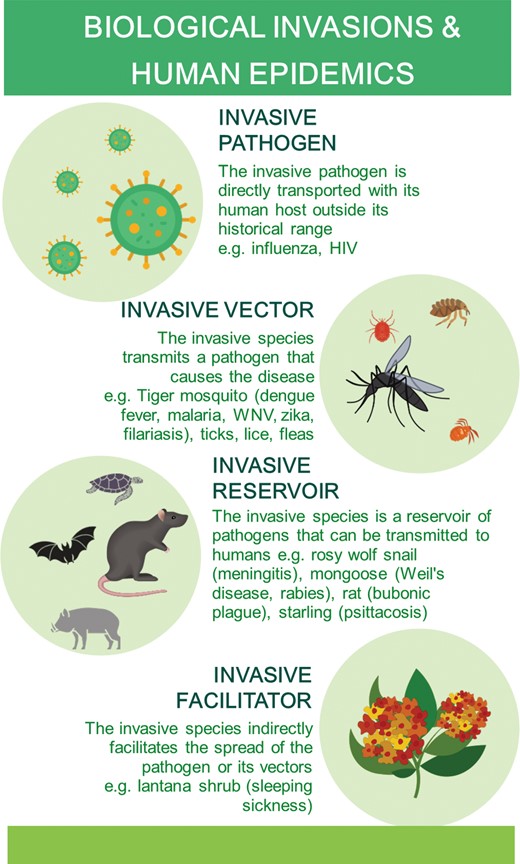 Human emerging diseases can be caused directly by invasive pathogens, by pathogens transported by invasive vectors or reservoirs, or facilitated by invasive species not directly involved in the life cycle or transportation of the pathogen, but rather promoting the presence and abundance of its vectors and reservoirs. For examples, see table 1.