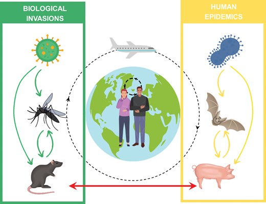 Interplay between biological invasions and human emerging infectious diseases. Pathogen transmission can be within invasive species (left), within native or livestock species (right) and across invasive and native species (the bottom arrow). Dashed arrows indicate pathogen transmission to humans within a population (the small circle) or globally (the large circle).