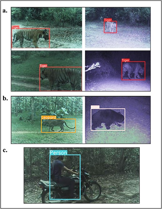 Images captured by TrailGuard AI and then transmitted via the cellular network as (a) tiger detection notifications. The tiger edge detector was extremely accurate, with a median probability value of .9883. We also captured and transmitted detections of (b) other conflict-prone species, including leopard and sloth bear, by setting the detection probability for an animal species to be very low, turning, in this case, the detector targeting tigers into a megadetector (see the supplemental material). Images of humans were also successfully transmitted from a camera location where (c) cell connectivity was absent, instead relying on long range radio and a range-extending repeater unit to a gateway within range of a cell tower.
