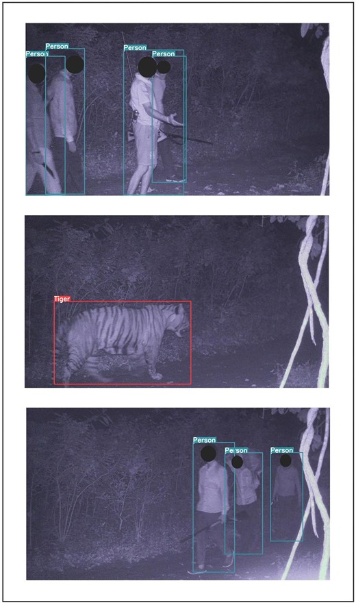 Detections of poachers and a tiger in Dudhwa Tiger Reserve, India. A TrailGuard AI camera detected the same gang of poachers on two different nights, including an image of one poacher carrying a dead chital (the lowest image). Authorities identified the individuals from the real-time image notifications. Tiger detections were also transmitted from the same location between the poacher detections.