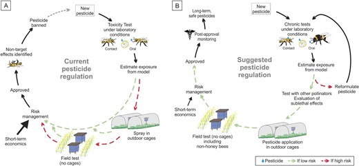Comparison of current pesticide regulatory practices and a suggested model for improvement. (a) The current pesticide assessment process includes approval of a pesticide On the basis of low mortality of larvae and caged honey bee adults in contact and oral exposure tests. The current practices allow bypassing of spraying in outdoor cages and field tests (no cages) instead using only first tier tests to indicate low risk On the basis of short-term LD50 evaluations. In addition, current practices in most countries do not include postapproval monitoring that could result in the banning of a pesticide because of its nontarget effects. (b) The suggested improved pesticide approval and monitoring process includes requirements for multiple levels of testing with field- and taxon-relevant exposure conditions and risk assessment before a pesticide is approved. This process would also require assessing pesticide toxicity for diverse pollinator species, testing of sublethal effects, and synergistic interactions between pesticides. In addition, our proposed model includes post-approval monitoring allowing for enhanced efficiency in detecting unanticipated negative effects.