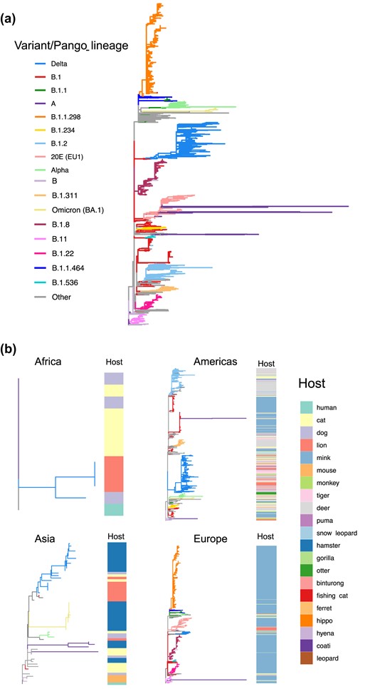 (a) Global phylogeny of SARS-CoV-2 sequences obtained from infected animals. The maximum likelihood tree is rooted in the first genome of SARS-CoV-2 obtained from a human case in Wuhan, China. The branches are colored on the basis of the ancestral state reconstruction using PANGO lineages or variants as traits. (b) Continent specific phylogenetic reconstruction of SARS-CoV-2 sequences obtained from infected animals. The phylogenetic trees with branches are colored on the basis of variant of SARS-CoV-2 sequences and heatmap depicting host of origin (the infected animal from which the genome was obtained).
