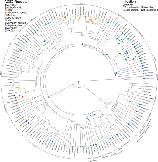 Stochastic character mapping of ACE2 receptor conservation with SARS-CoV-2 infection secondarily mapped at the tips. The orders are indicated around the outside. Our phylogeny was limited to just mammal families with DNA, and the data were time scaled using node dating (TopoFree_ND; Upham et al. 2019).