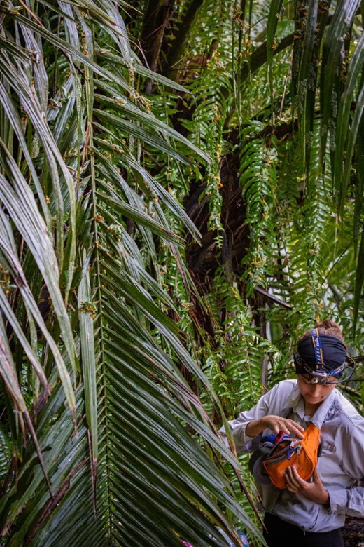 Boston University graduate Elena Gomez examines thousands of reproducing gliding treefrogs at a remote pond on Costa Rica's Osa Peninsula. Photograph: Brandon Güell.