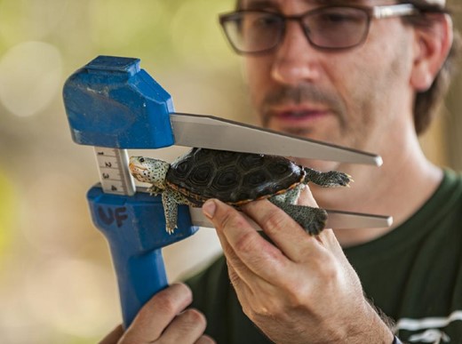 Coleman Sheehy, collections manager of herpetology at the Florida Museum of Natural History in Gainesville, measuring a diamondback terrapin. Photograph: Kristen Grace.