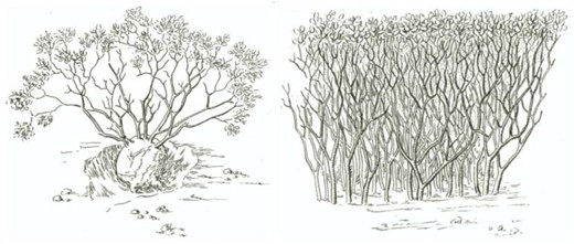 Two of the manzanitas from Jepson (1916): Arctostaphylos glandulosa (left) and Arctostaphylos nummularia (right). The former is an obligate resprouter (note the basal burl) and the latter is an obligate seeder (note the even-aged cohort). Manzanitas were among the first plants that made scientists think about the role of fire in plant evolution (Jepson 1922).