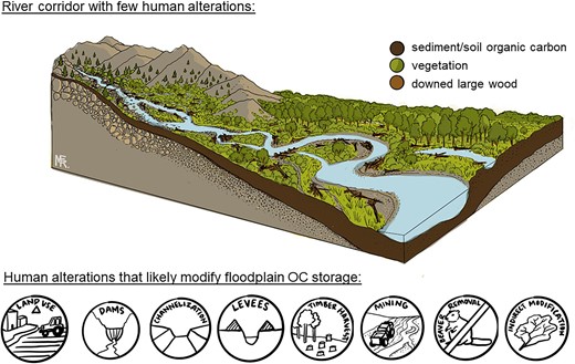 Conceptual figure of relatively unaltered floodplains (top) showing organic carbon in sediment and soil, vegetation, and downed large wood and human impacts (bottom) demonstrating direct modifications of floodplains, as well as indirect modifications to water, sediment, and organic carbon yields to river corridors that likely influence organic carbon storage. Illustration: Mariah Richards.