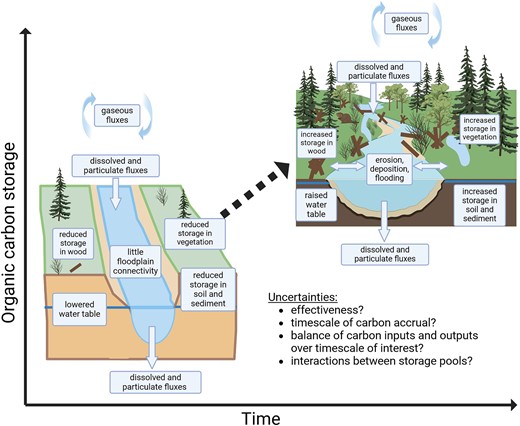 Imagined outcome of restoration actions for enhanced organic carbon storage. A river corridor reach that is incised or with an altered flow regime likely has reduced organic carbon storage in soil or sediment, wood, and vegetation and has the potential for increased average organic carbon storage with differing management or restoration. However, there are significant uncertainties. The arrows in the figure are meant to represent processes and do not imply indications of net fluxes. Image: Created with BioRender.com.
