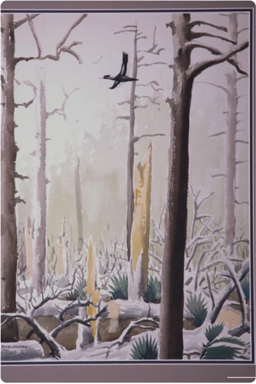 Don Eckelberry's painting of the last known ivory-billed woodpecker. Image: Don Eckelberry, WGCU.org.