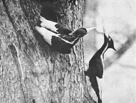 Ivory-billed woodpecker pair photographed by a Cornell University team in Louisiana 1935 (Allen and Kellogg 1937). Image: Wikipedia.