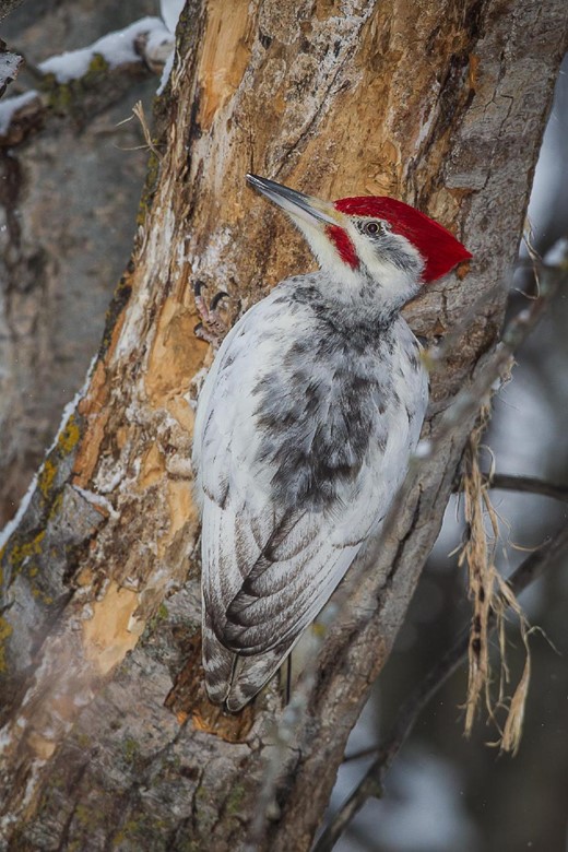 Leucistic pileated woodpecker (Dryocopus pileatus) male photographed in Edmonton, Alberta, Canada, on 14 January 2016. Photograph: Gerard Beyersbergen.