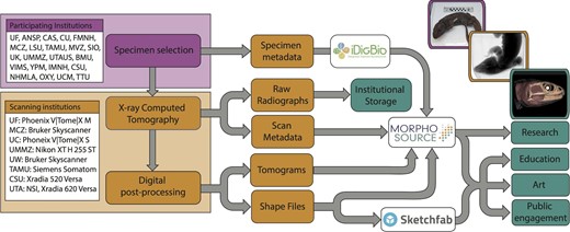 Simplified workflow diagram of the initial oVert project. Following specimen selection at participating institutions, specimens were CT scanned at participating scanning sites, and the resulting data were deposited in institutional repositories and MorphoSource, such that they became widely available for different communities interested in research, education, art, and more. An example of specimens, data, and resulting models is provided as an inset for Sphenodon punctatus (FMNH: Amphibians and Reptiles:11115).