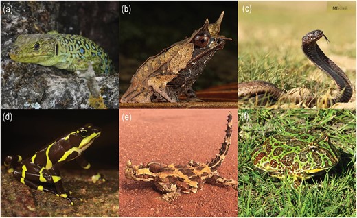 Each contributed story featured the author's favorite reptile or amphibian from their home country. A sampling of a few of these charismatic species: (a) Iberian ocellated lizard (Timon lepidus ssp. Ibericus) from Portugal (CC-BY iNaturalist user desertnaturalist); (b) long-nosed horned frog (Megophrys nasuta) from Singapore (CC-BY iNaturalist user James Jolokia); (c) Egyptian cobra (Naja haje) from Sudan (CC-BY iNaturalist user Mourad Harzallah); (d) limosa harlequin frog (Atelopus limosus) from Panama (CC-BY iNaturalist user Brian Gratwicke); (e) thorny devil (Moloch horridus) from Australia (CC-BY iNaturalist user Nicole Kearney); (f) Bell's horned frog (Ceratophrys ornata) from Argentina (CC-BY iNaturalist user Leonel Roget).