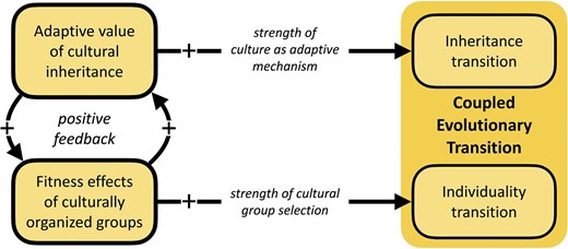 A diagram showing how coupled transitions in individuality and inheritance from individuals to groups and culture to genes could contribute to an evolutionary transition in humans.