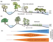 Typical distribution of vegetated communities in (a) tropical or subtropica...