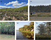 (a) Melaleuca forests fringing mangroves in Australia, (b) kānuka ...