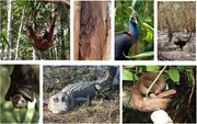 Fauna inhabiting tidal wetlands: (a) orangutans (Pongo pygmaeus) i...