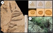 Examples of fern preservation within the fossil record as either compressio...