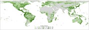 Map visualizing global fern species (class Polypodiopsida) richness using a...