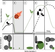 Conceptual figure showing fern facilitation before and after a biotic uphea...