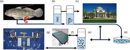 The proposed flow diagram to create cryopreserved cells and test them in space. (a) Sampling of pelvic fins from the Starry Goby. (b) Fins and DNA samples can be stored in a biorepository. Fins can be placed dry in a cryovial, with a sterile damp sponge and with cells expanded into fibroblasts or cryopreserved and held in a biorepository. (c) An Earth biorepository, such as the Smithsonian National Museum of Natural History, where cryopreserved samples can be held for decades or potentially longer prior to launching into space. (d) Fibroblasts from fins expanded in the lab. (e) Fibroblast cells cryopreserved. (f) Cryopreserved cells and cryopackaging tested on Earth for robustness under space conditions. (g) Space-ready cryopreserved samples are sent to the International Space Station for testing and then returned to Earth for analysis of viability and changes to DNA.