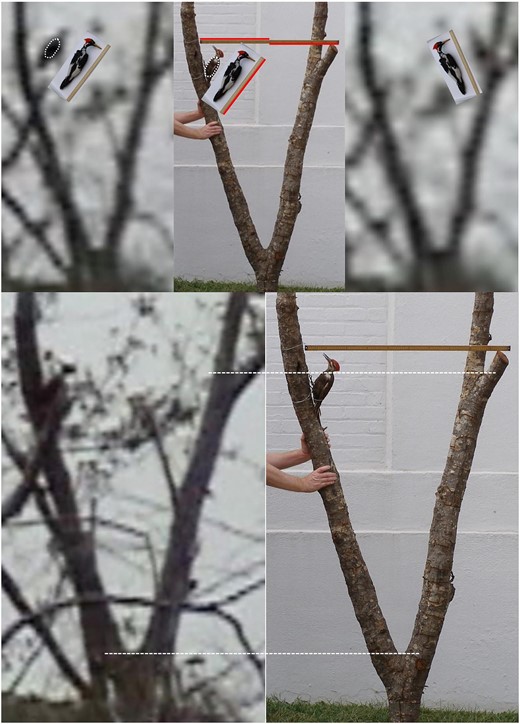 A comparison of the woodpecker in the 2006 video with specimens of the large woodpeckers. This version of the comparison (Collins 2022) is an improved version of a comparison that was published earlier (Collins 2017). As is indicated by the dashed lines, two forks in the tree were used to scale the images. The pileated woodpecker specimen was mounted on the tree specimen along with a meter stick. The ivory-billed woodpecker specimen was photographed with a half meter stick that was used for scaling. The woodpecker in the video was partially hidden by vegetation in the image on the lower left, but it was in full view during a short flight between limbs (top left). The outline of the body of the pileated woodpecker specimen is marked by a dashed curve that was copied without changing its size.