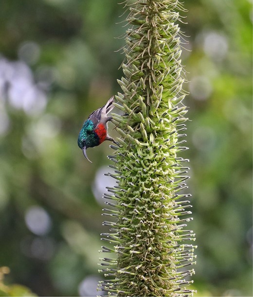 Records from nature tourists should, when possible, include additional information to help ensure species are properly identified. In this example, we complemented our observations of red-chested sunbird (Cinnyris erythrocercus) with a photo. Photographic evidence is important for the identification of this species because these small, fast-moving birds can be confused with the other 26 species of sunbirds present in Rwanda. Many other lines of evidence can be used to identify different groups of species (e.g., sound recordings, tracks, scat). Photograph: Jean Marie Twambaze.