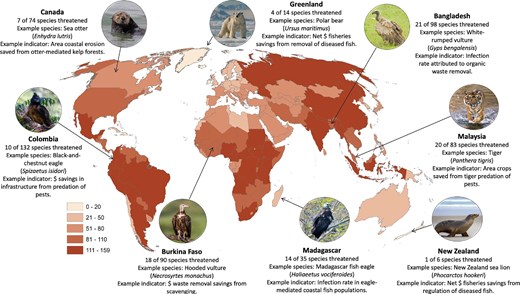 Species richness of predators and scavengers by country and example indicators. For illustration purposes, we only show the mammalian order of Carnivora and the avian raptor guild (orders Accipitriformes, Cathartiformes, Falconiformes, Strigiformes, and Cariamiformes). The map insets show an example species along with example indicators. The insets also show the number of species threatened in that country according to the IUCN Red List of Threatened Species. The spatial data were obtained from the IUCN and BirdLife International (IUCN 2025). Image credits: Adobe Stock, except for the black-and-chestnut eagle, which is credited to Thibaud Aronson.