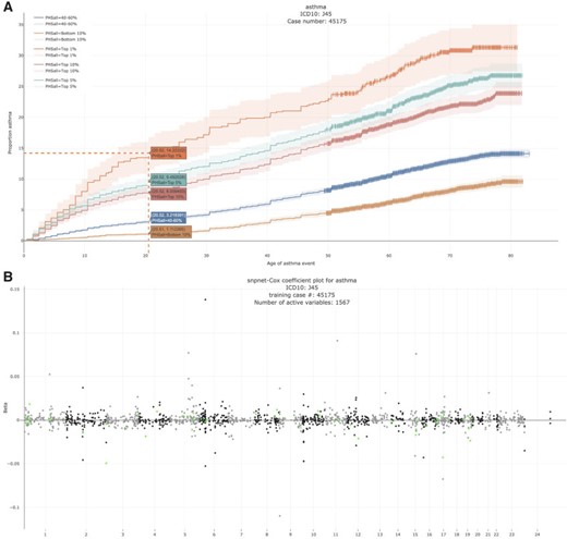 Asthma. (A) The Kaplan–Meier curves for percentiles of PHSs for variants selected by snpnet-Cox, in the held out test set (orange: top $1\%$, green: top $5\%$, red: top $10\%$, blue: 40-60$\%$, and brown: bottom 10$\%$; ticks represent censored observations. Highlighted are the proportion of asthma events by age 20 across the percentile scores. (B) Plot of snpnet-Cox coefficients for asthma with $1567$ active variables. Green dots represent protein-altering variants.