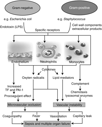Pathophysiology of sepsis and multi-organ failure25 (adapted from Cohen J, Nature 2002, with permission).