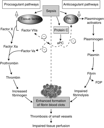 Mechanisms of coagulopathy in sepsis25 (adapted from Cohen J, Nature 2002, with permission).
