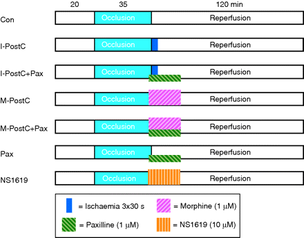 Experimental protocol. Con, control; I-PostC, ischaemic post-conditioning; M-PostC, morphine post-conditioning; Pax, paxilline; NS1619, mKCa-channel activator.