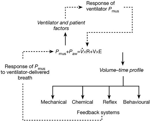 patient ventilator interaction bja british journal of anaesthesia