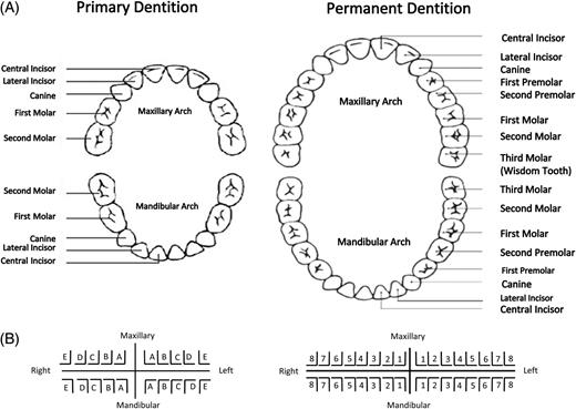 (a) Paediatric and adult dentition. (b) Palmer notation for paediatric